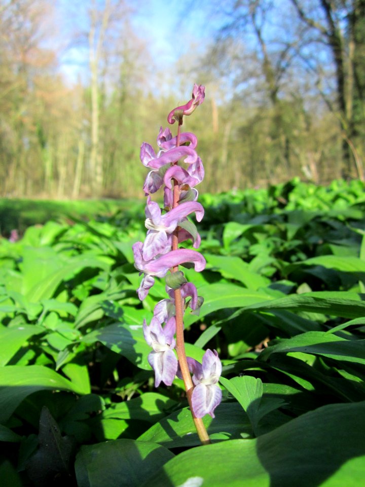20130414Lerchensporn_Altlussheim6