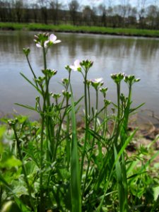 20130417Cardamine_pratensis6