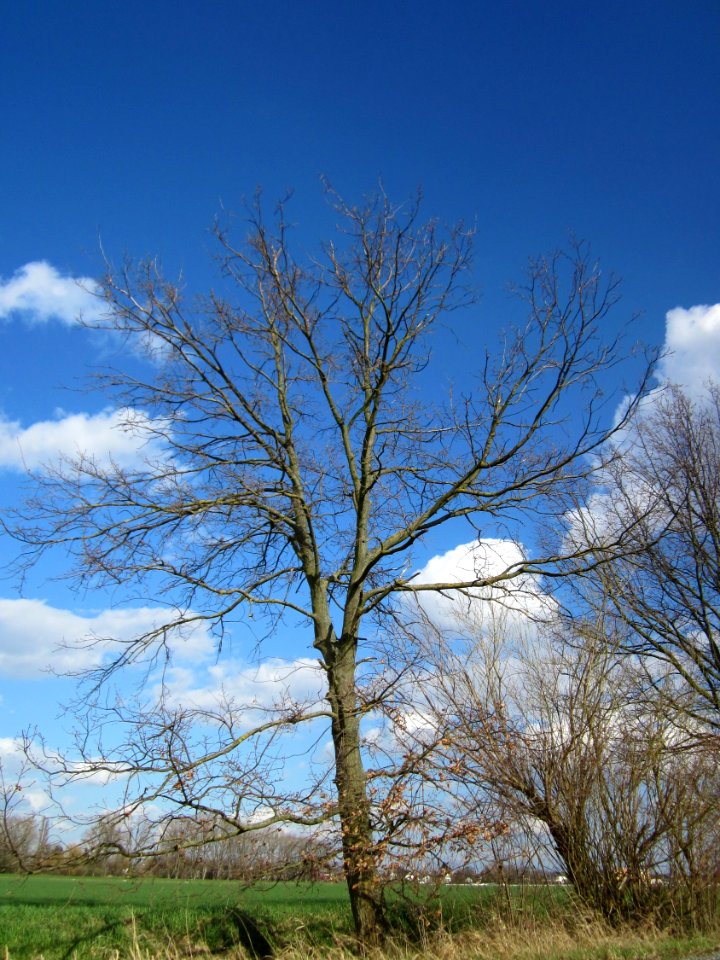 20130413Eiche_Hockenheim