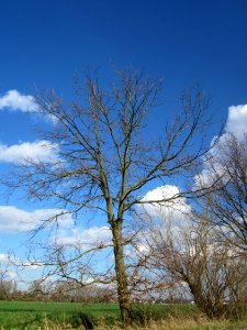 20130413Eiche_Hockenheim