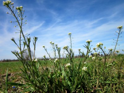20130414Hirtentaeschel_Altlussheim3