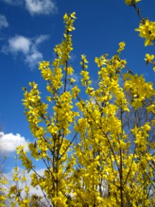 20130413Forsythie_Hockenheim3