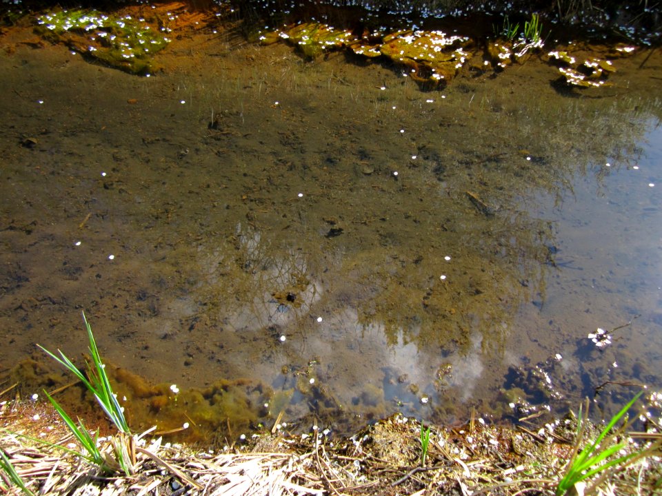 20130413Hockenheimer_Rheinbogen5