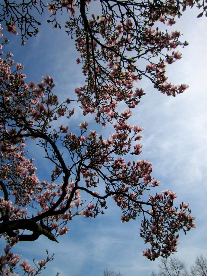 20130417Magnolia_×_soulangeana3