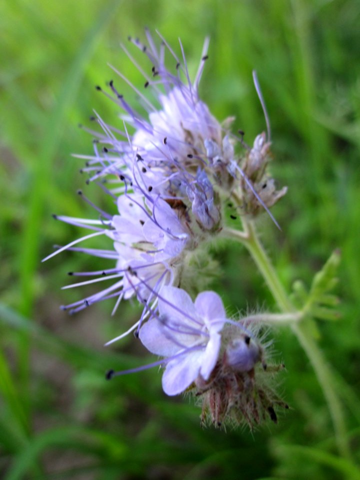 20130711Phazelie_Ketsch2
