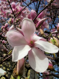 20130417Magnolia_×_soulangeana5 photo