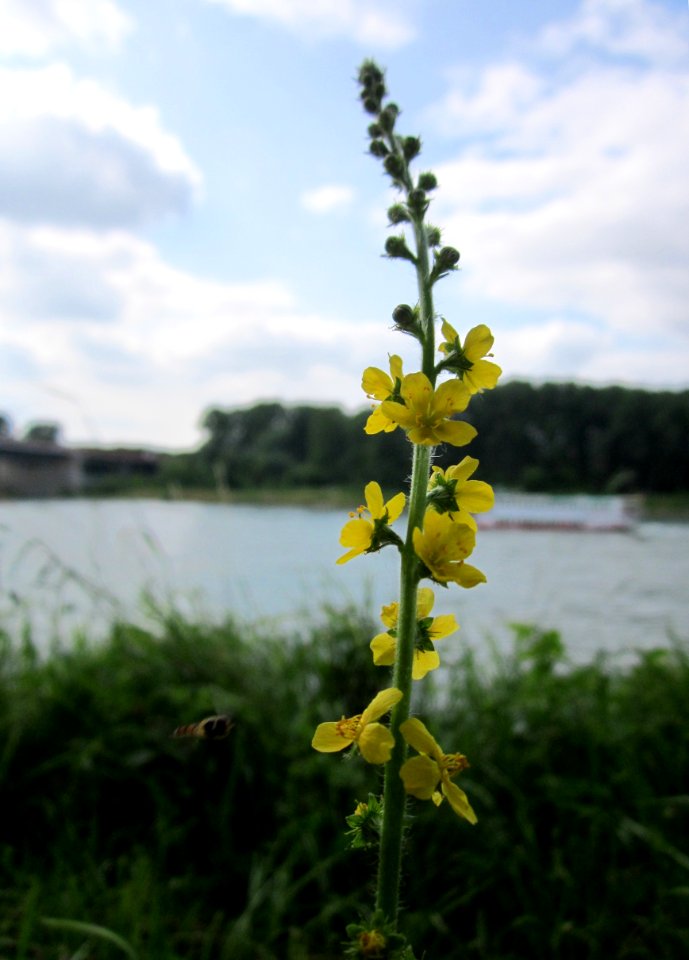 20130711Odermennig_Rhein2