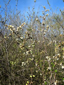 20130414Schlehdorn_Reilingen1
