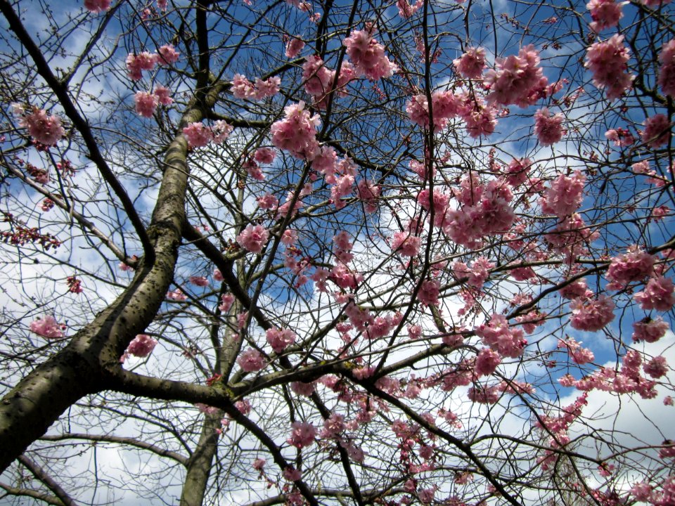 20130413Gartenschaupark_Hockenheim01