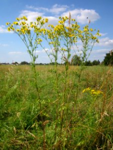 20130712Jacobaea_vulgaris1