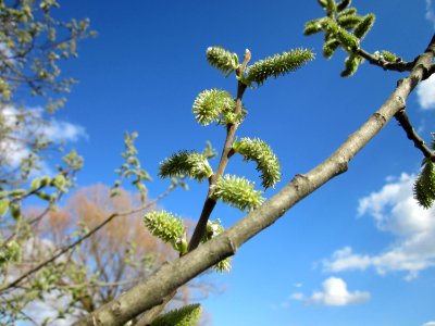 20130413Salix_cinerea3