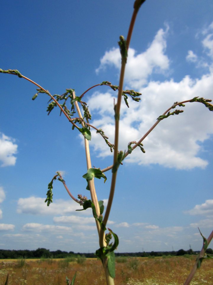 20130712Lactuca_serriola2