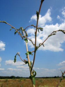 20130712Lactuca_serriola2