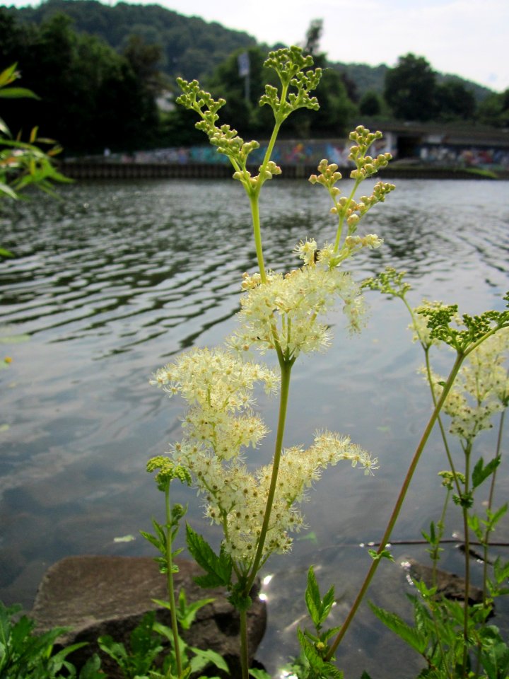 20130718Filipendula_ulmaria2