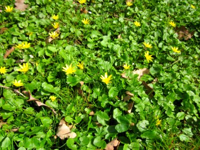 20130413Scharbockskraut_Ebertpark_Hockenheim