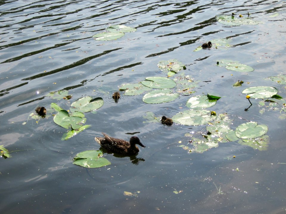 20130718Seerose_Saarbruecken3