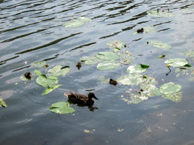 20130718Seerose_Saarbruecken3