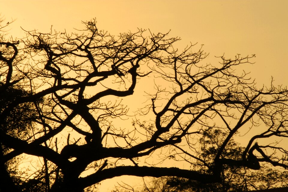 Nature silhouette landscape photo