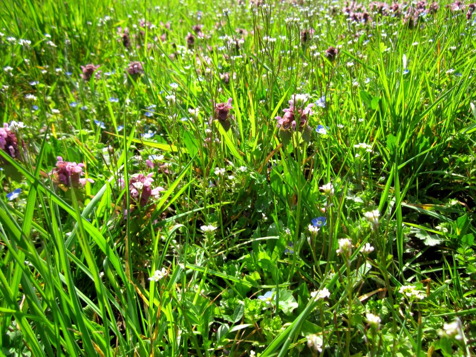 20130413Gartenschaupark_Hockenheim10