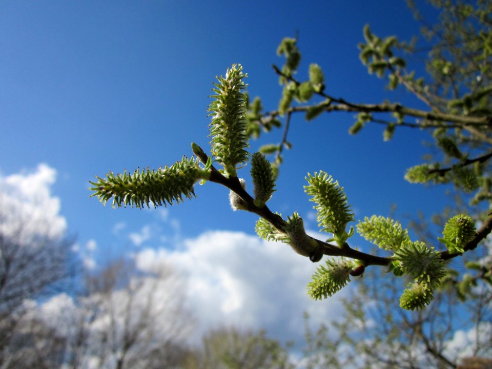 20130413Salix_cinerea4