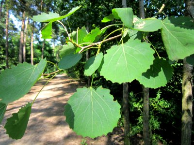 20130716Zitterpappel_Schwetzinger_Hardt4