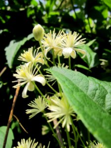 20130711Waldrebe_Hockenheim5