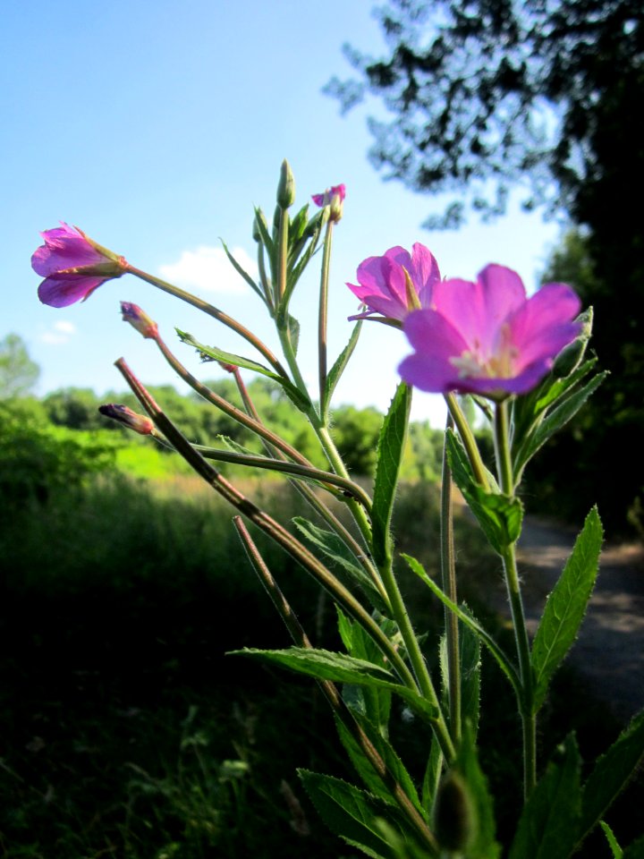 20130721Epilobium_hirsutum1