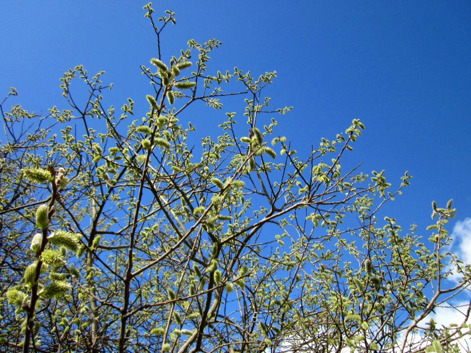 20130413Salix_cinerea2