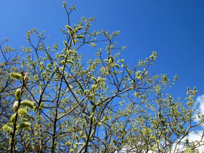 20130413Salix_cinerea2