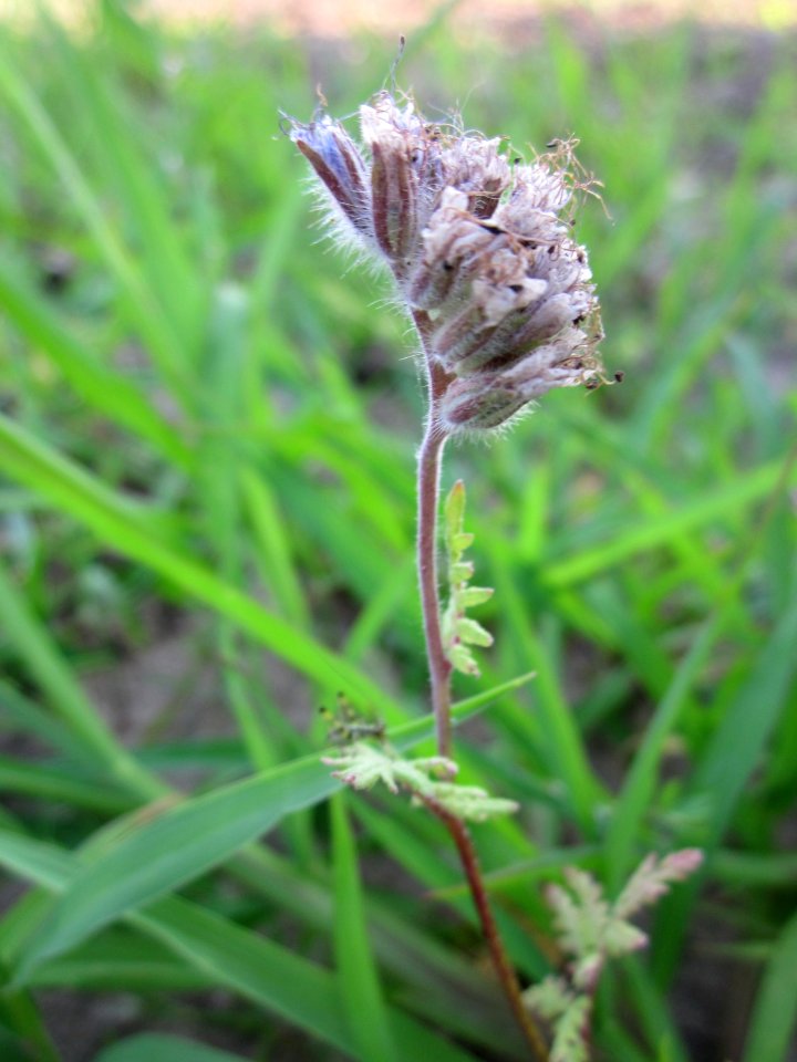 20130711Phazelie_Ketsch3