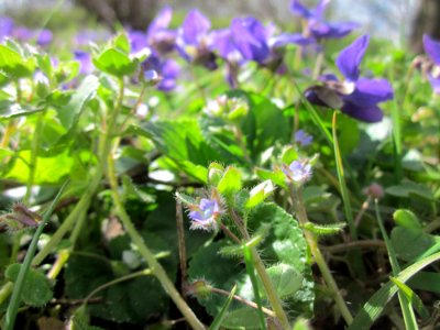 20130413Duftveilchen_Hockenheim5