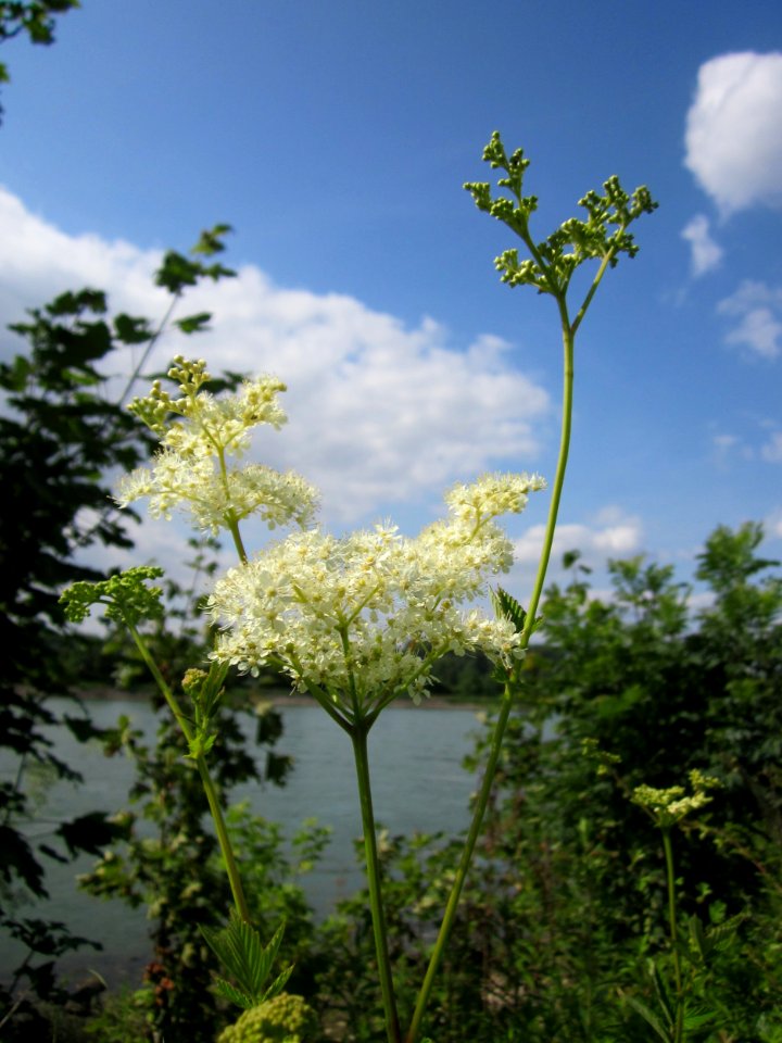20130711Maedesuess_Rhein1