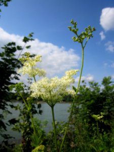 20130711Maedesuess_Rhein1