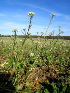 20130414Hirtentaeschel_Altlussheim5