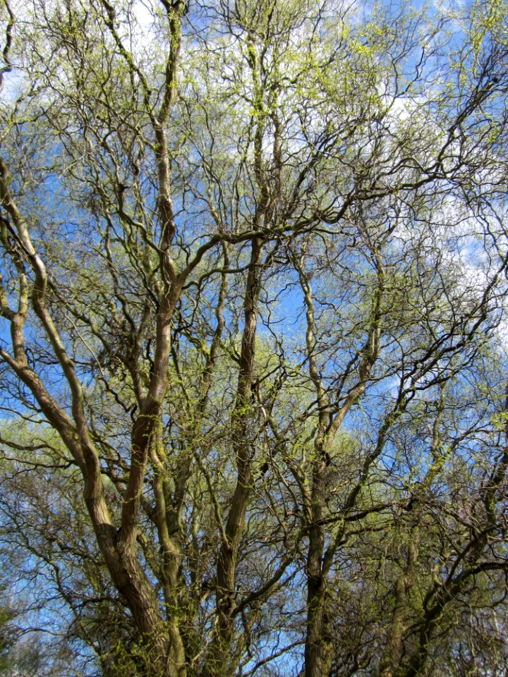 20130413Korkenzieherweide_Hockenheim2