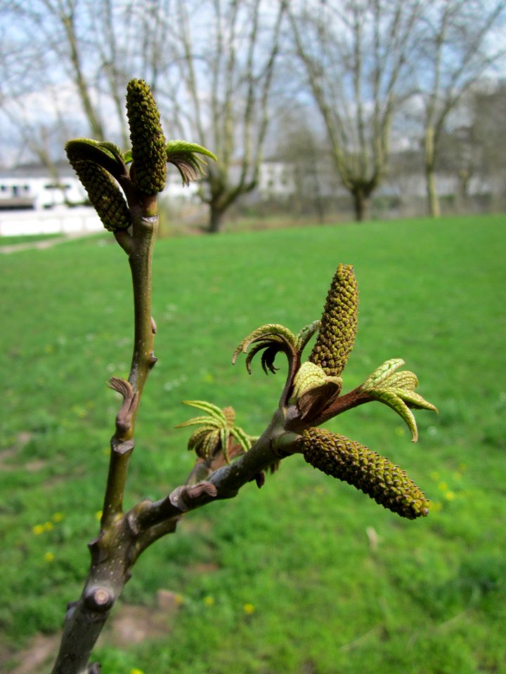 20130416Fluegelnuss_Saarbruecken2