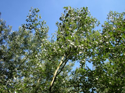 20130716Silberpappel_Schwetzinger_Hardt1