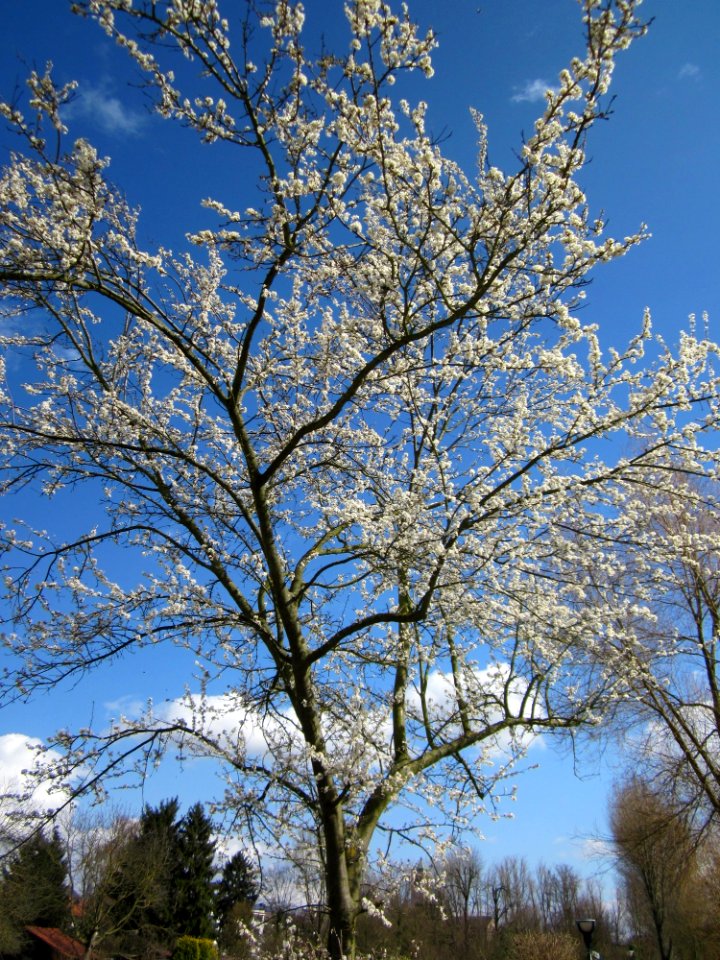 20130413Kirschbaum_Hockenheim3