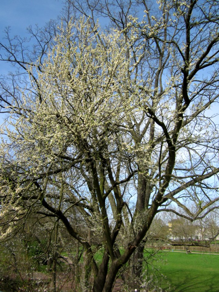 20130416Prunus_cerasifera_Saarbruecken1