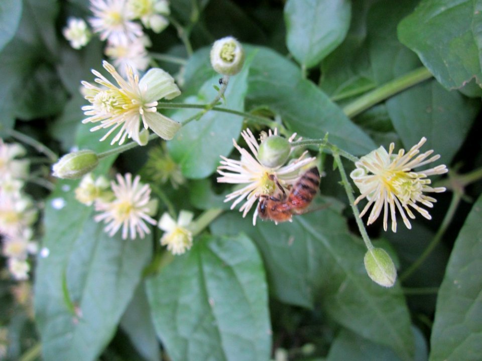20130721Waldrebe_Staden