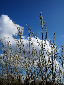 20130413Salweide_Hockenheim1