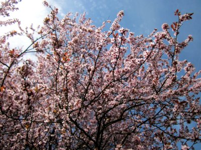 20130416Prunus_cerasifera_Saarbruecken7