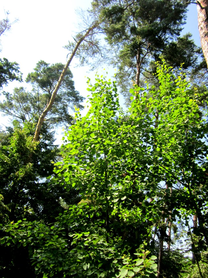 20130716Zitterpappel_Schwetzinger_Hardt5