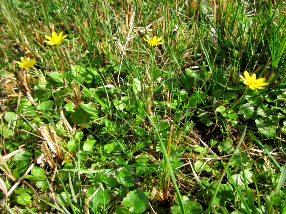 20130413Scharbockskraut_Hockenheim1