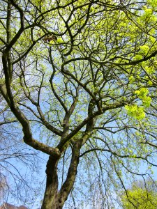 20130417Acer_platanoides1