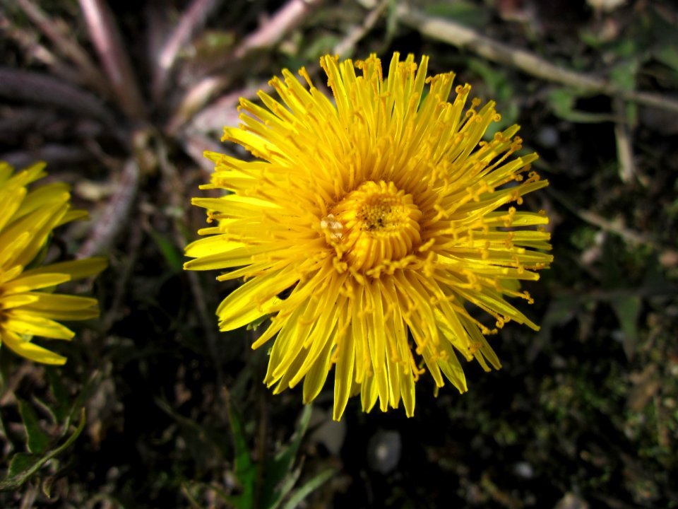 20130413Loewenzahn_Hockenheim3