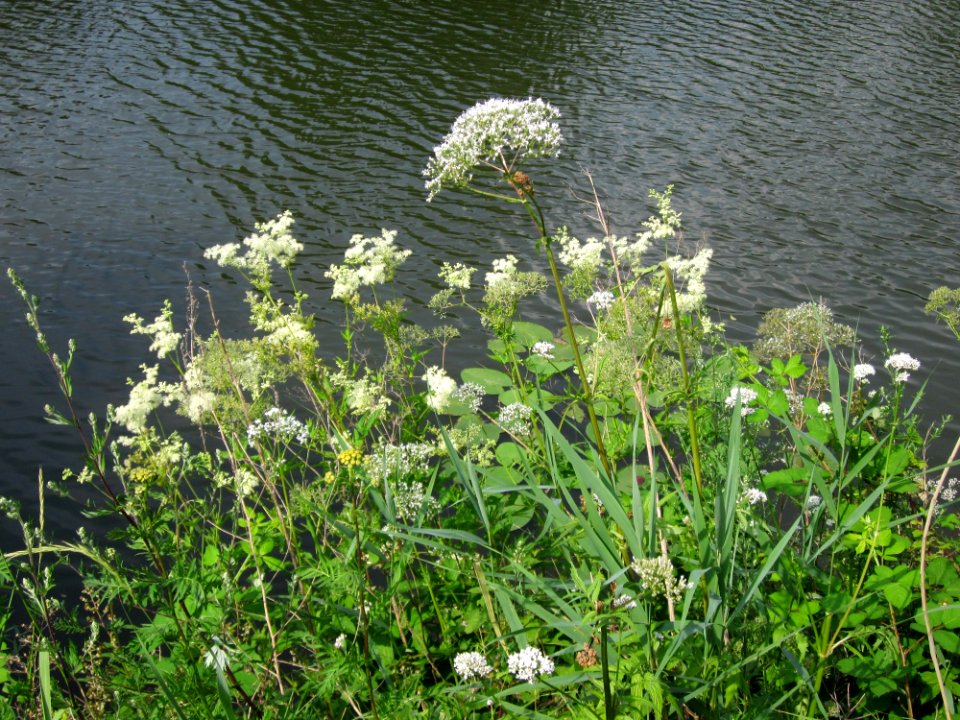 20130718Filipendula_ulmaria3