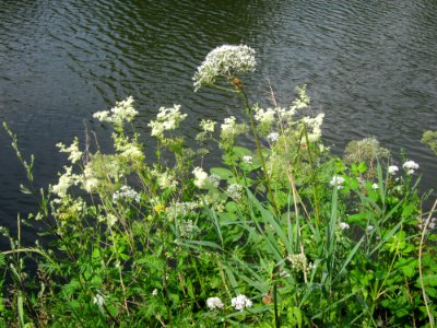 20130718Filipendula_ulmaria3 photo