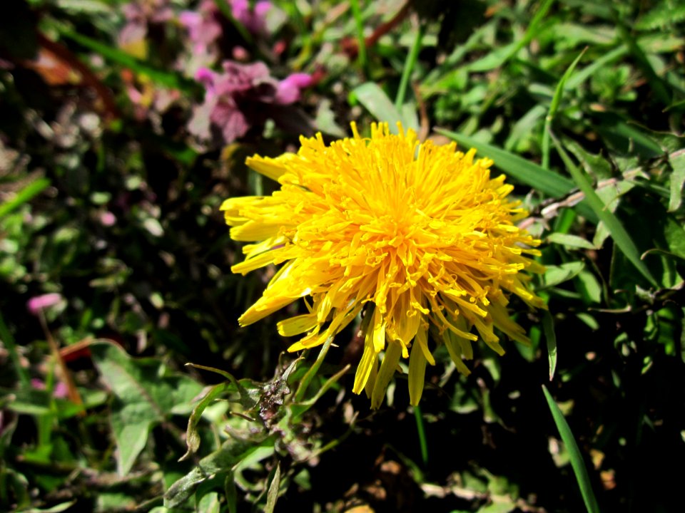 20130413Loewenzahn_Hockenheim1