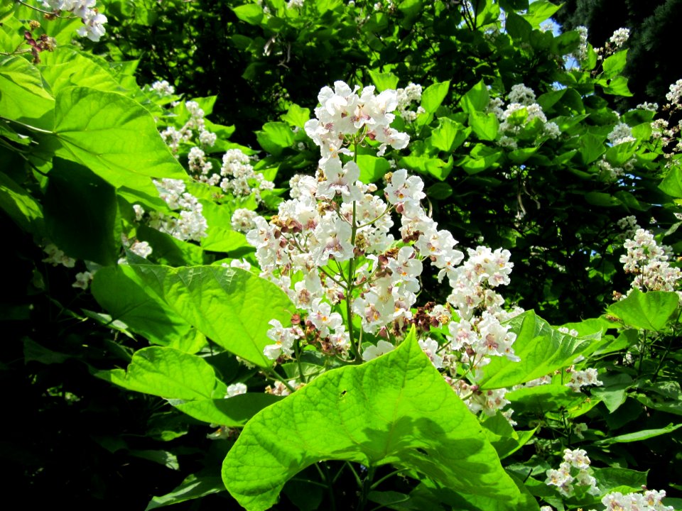 20130718Trompetenbaum_Saarbruecken10